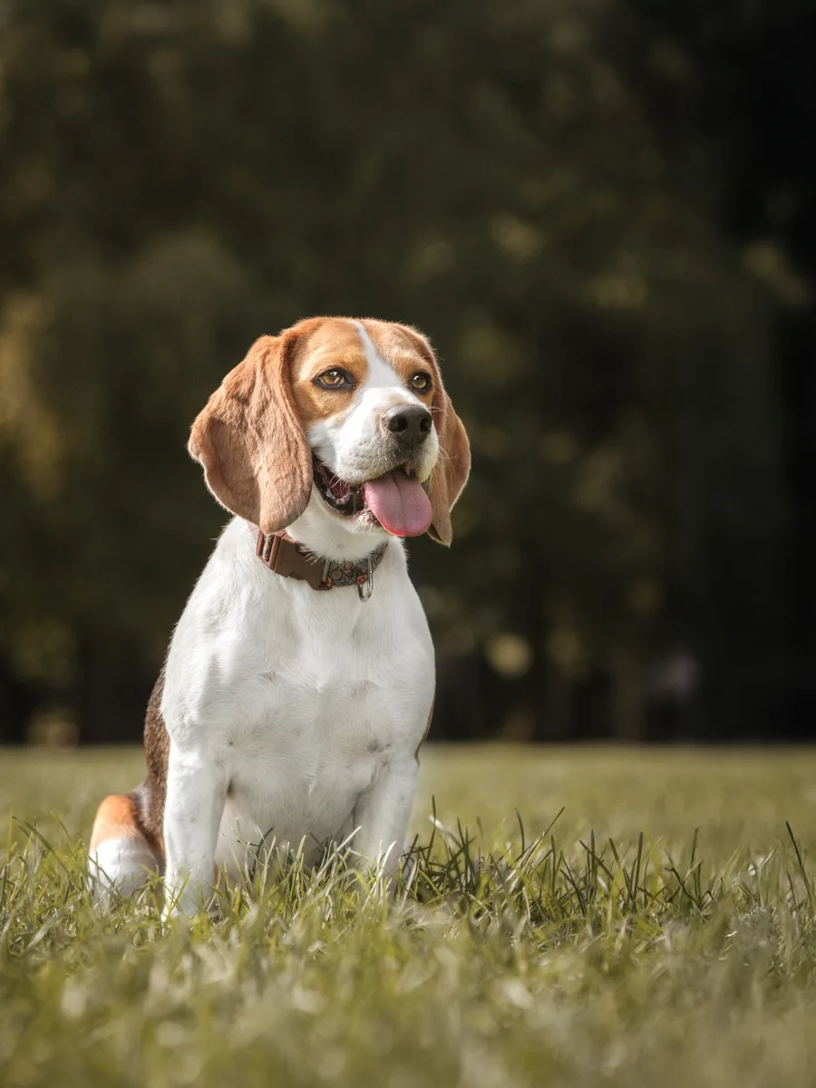 Beagle portré a szabadban