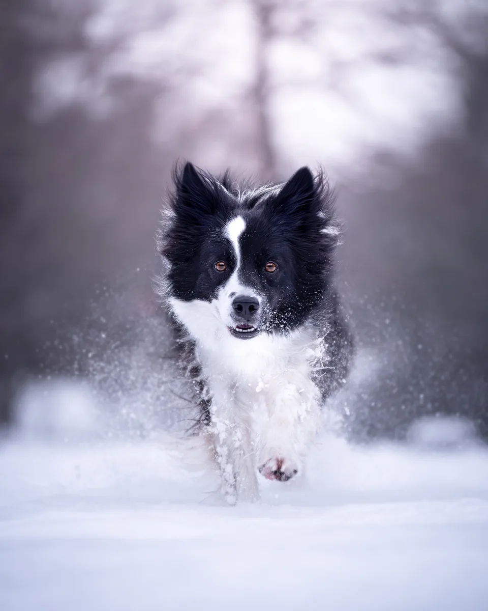Border collie a hóban, kutyafotózás Veszprém környékén