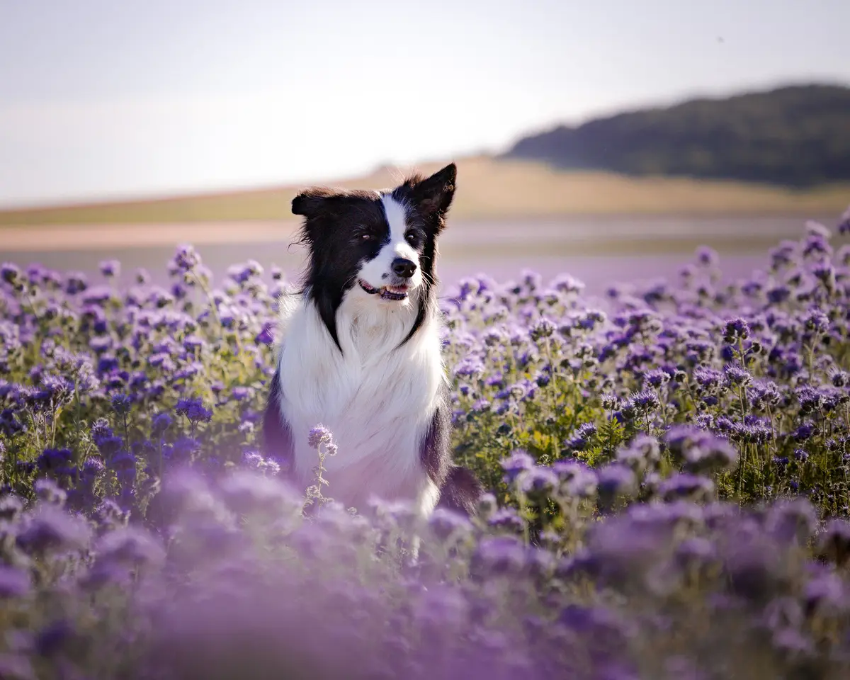 Border collie futás közben a facélia mezőn