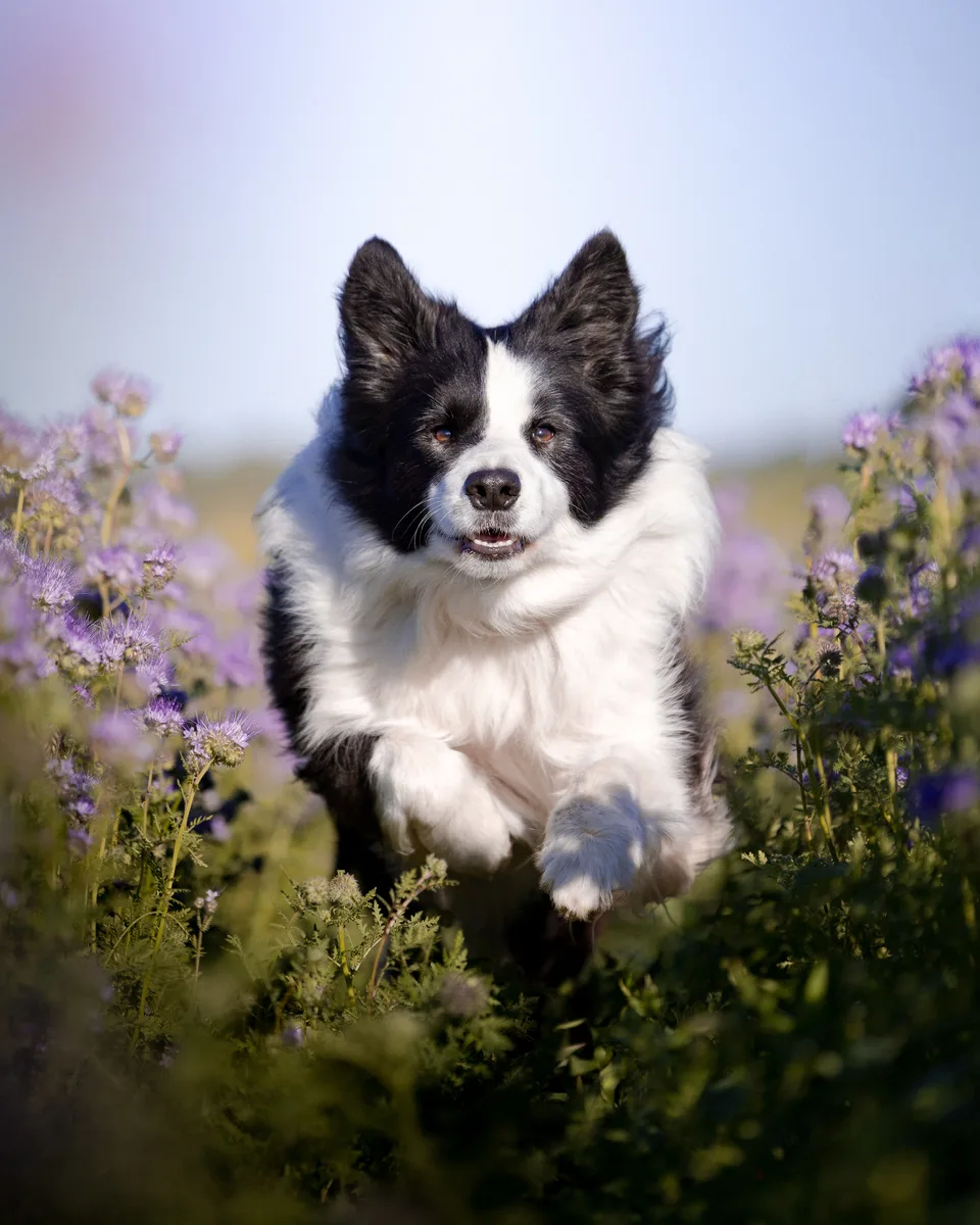 Border collie a facélia virágzásban