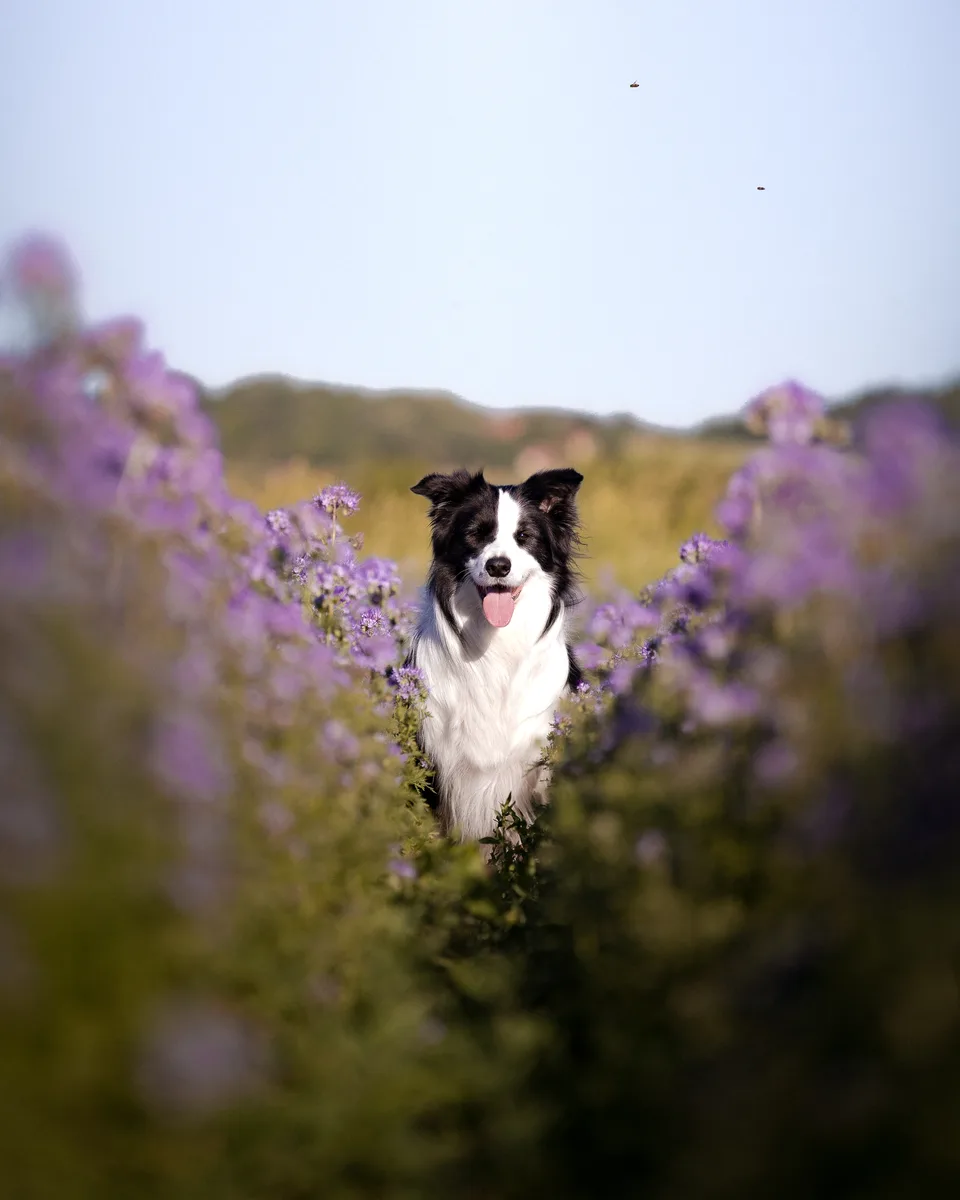 Border collie lila virágmezőben