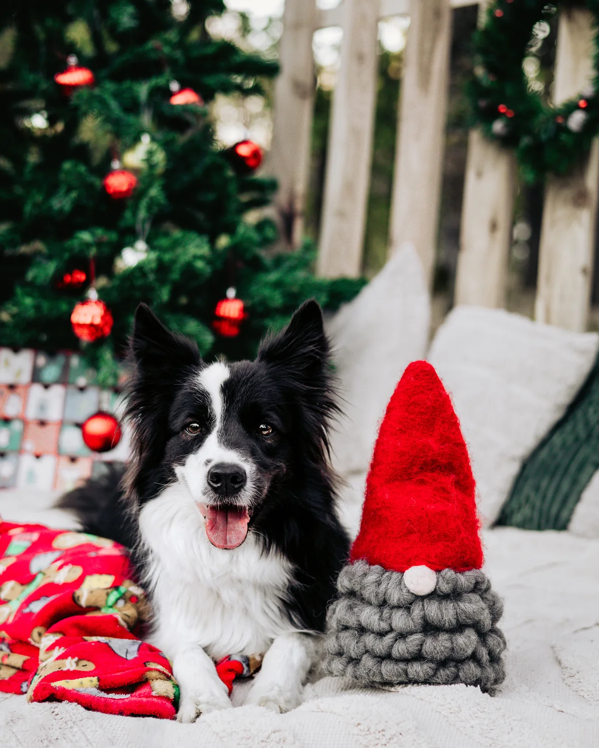 Border collie egy piros sapkás karácsonyi manó mellett