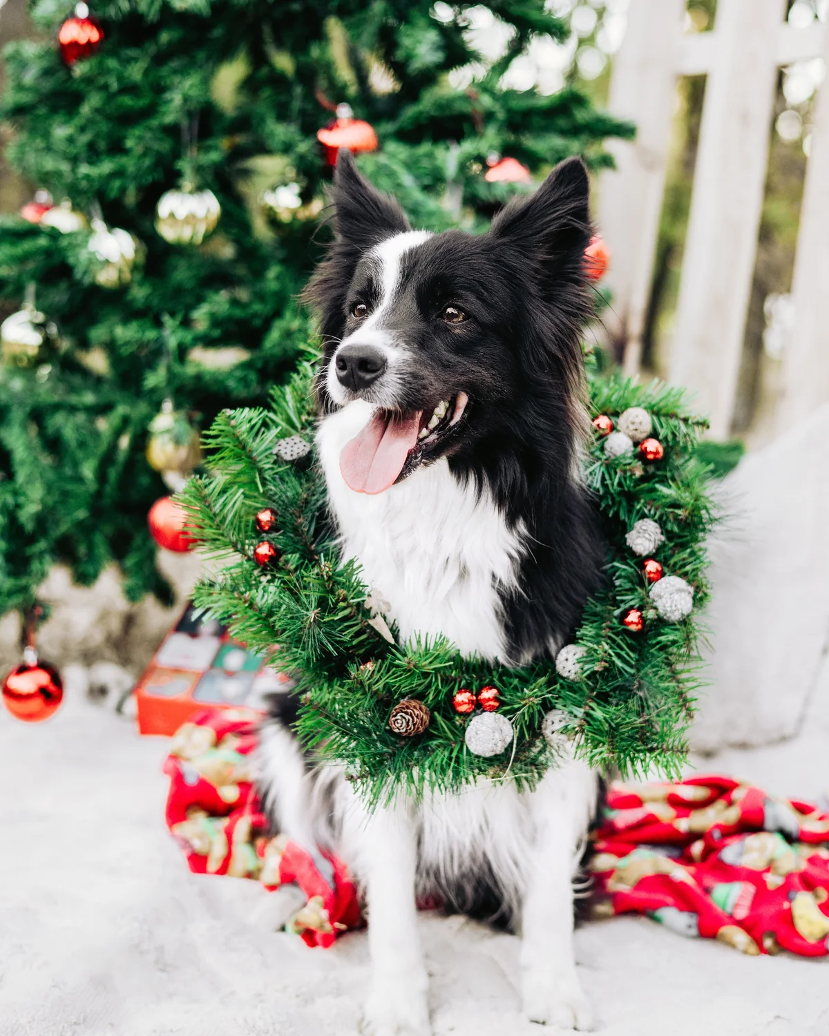 Border collie karácsonyi koszorúval a nyakában