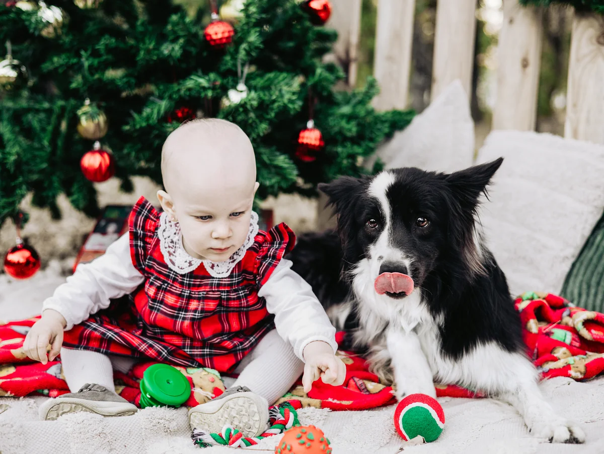 Kisbaba és border collie együtt a karácsonyi díszletben