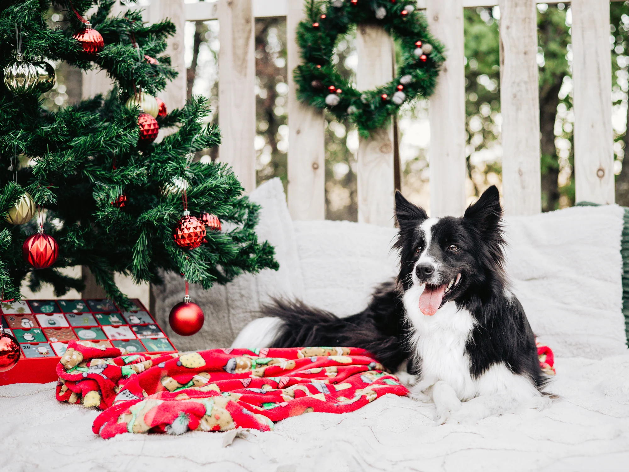 Border collie fekszik a karácsonyfa előtt a szabadtéri karácsonyi díszletben