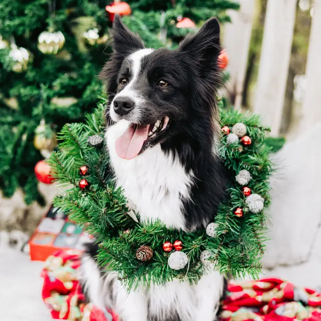 Border collie karácsonyi koszorúval a fenyőfa előtt